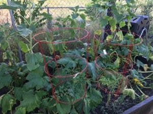 Garden with plants in tomato cages