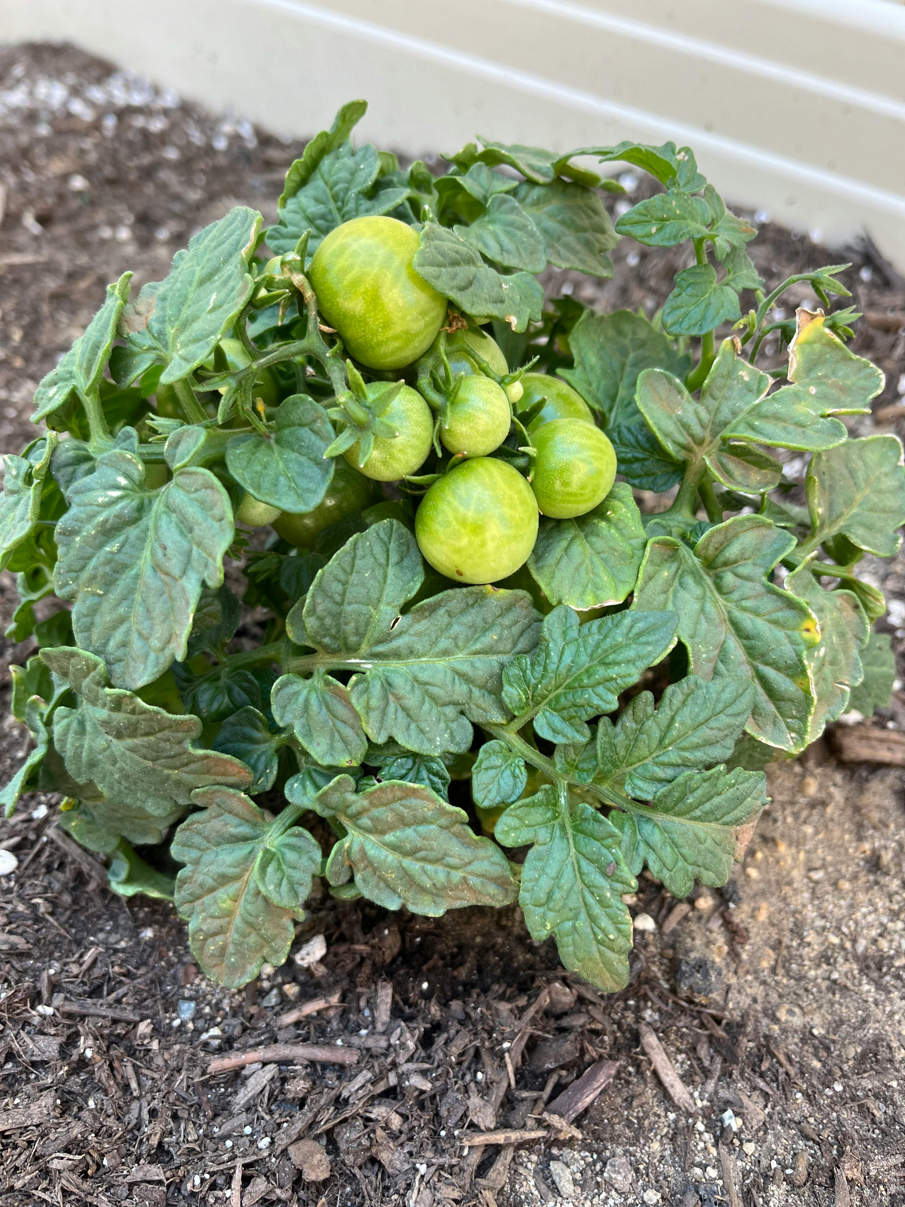 Green tomatoes growing on a plant