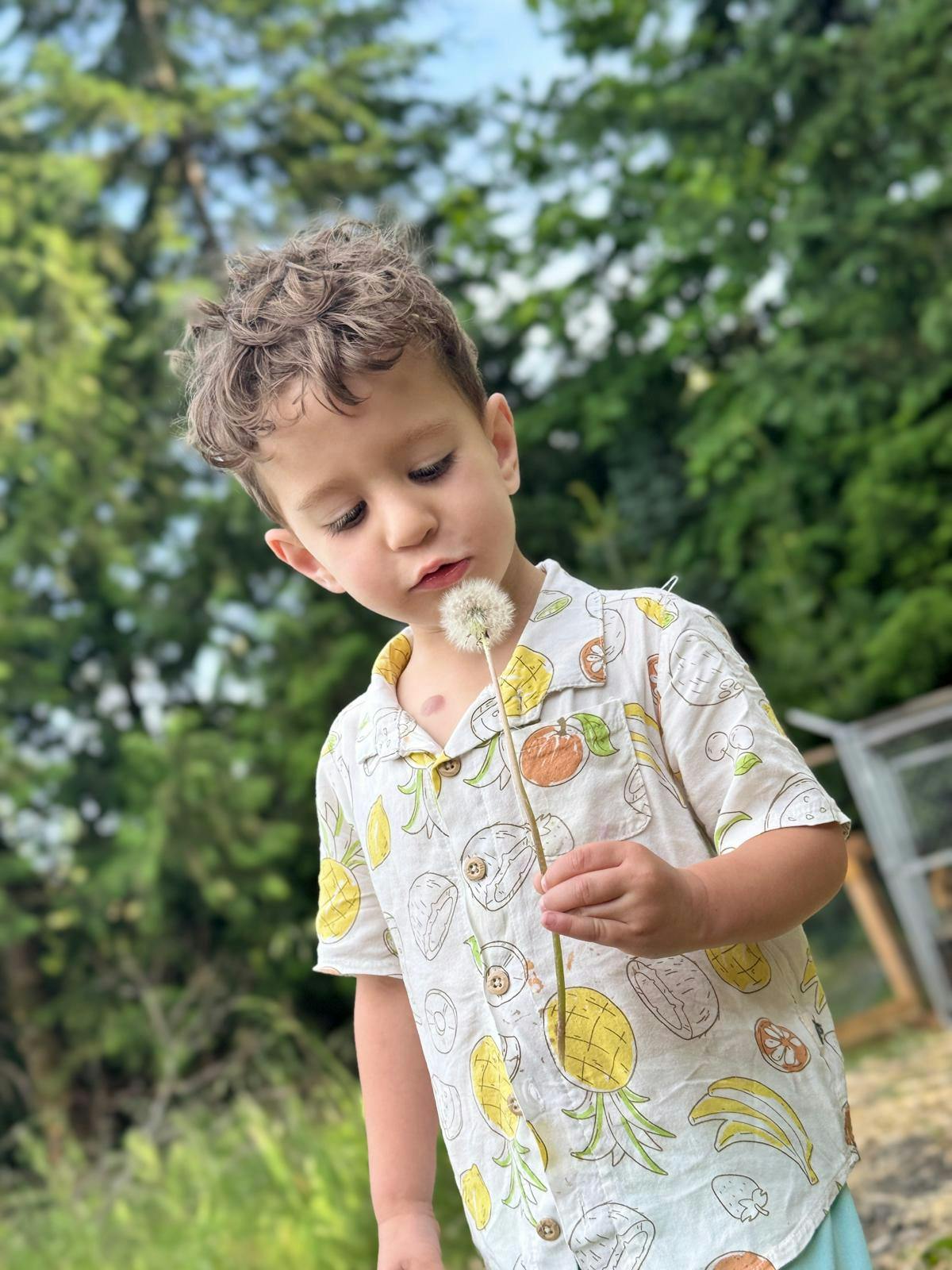 Child looking at a dandelion puffball held in their hand