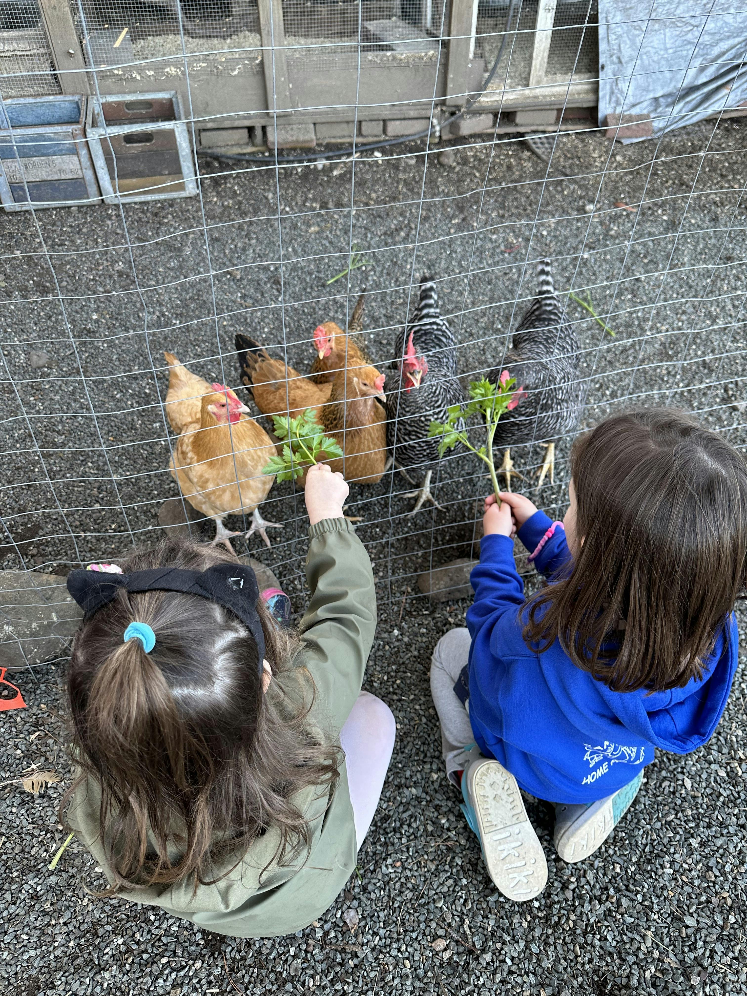 Two children feeding parsley to chickens through a wire fence