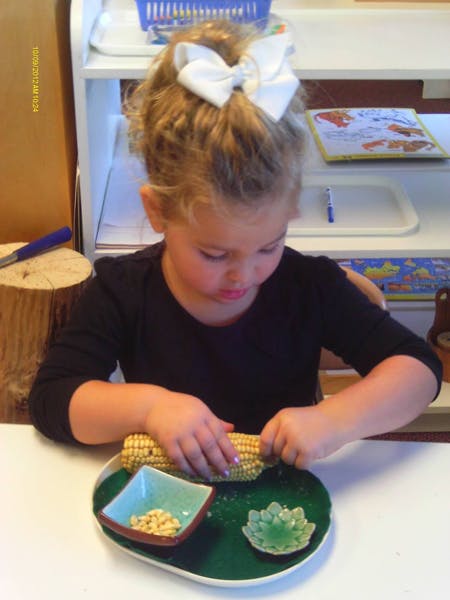 Child removing kernels from an ear of corn