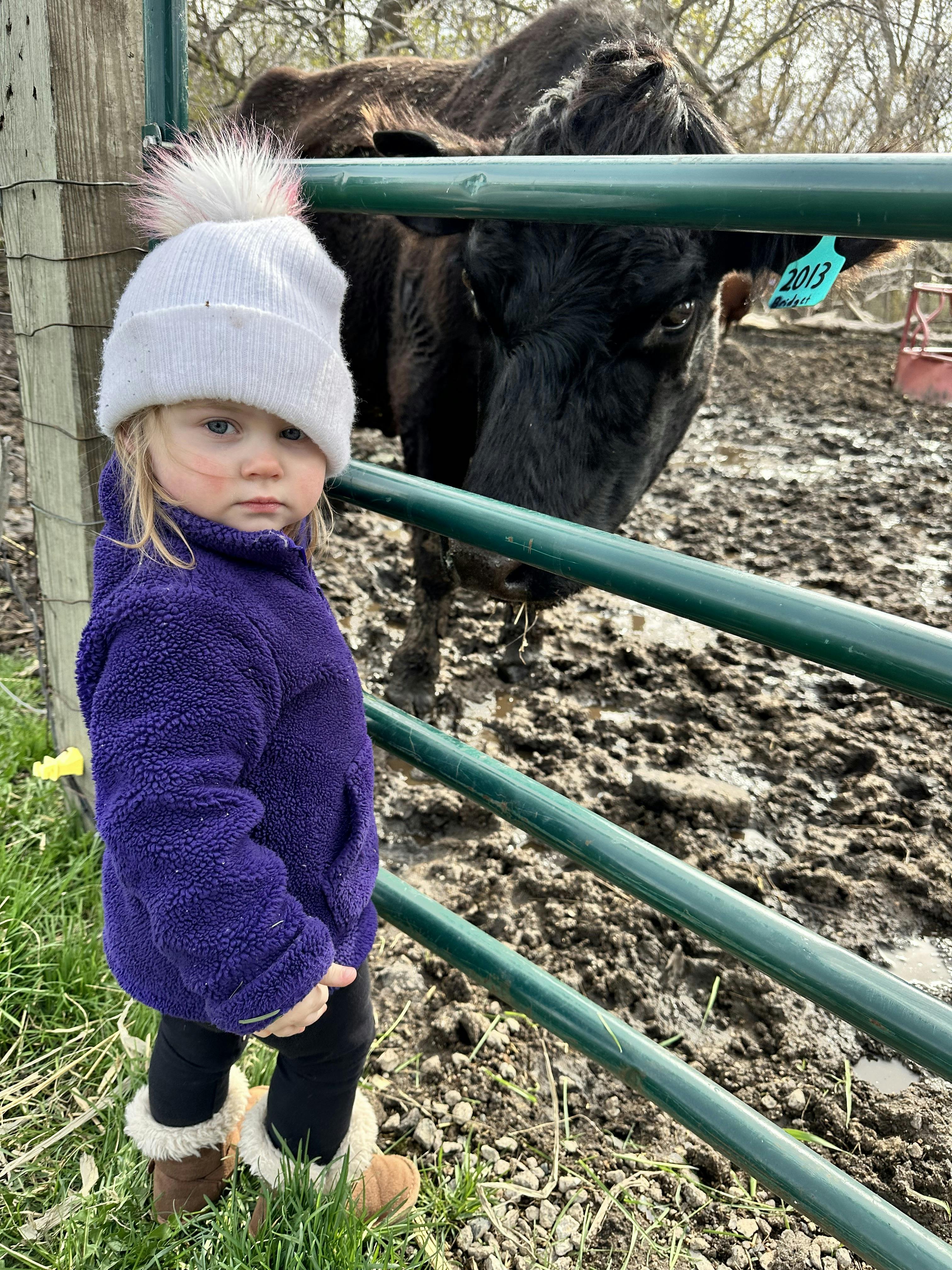 Child in a white hat and purple jacket standing near a fence with a cow
