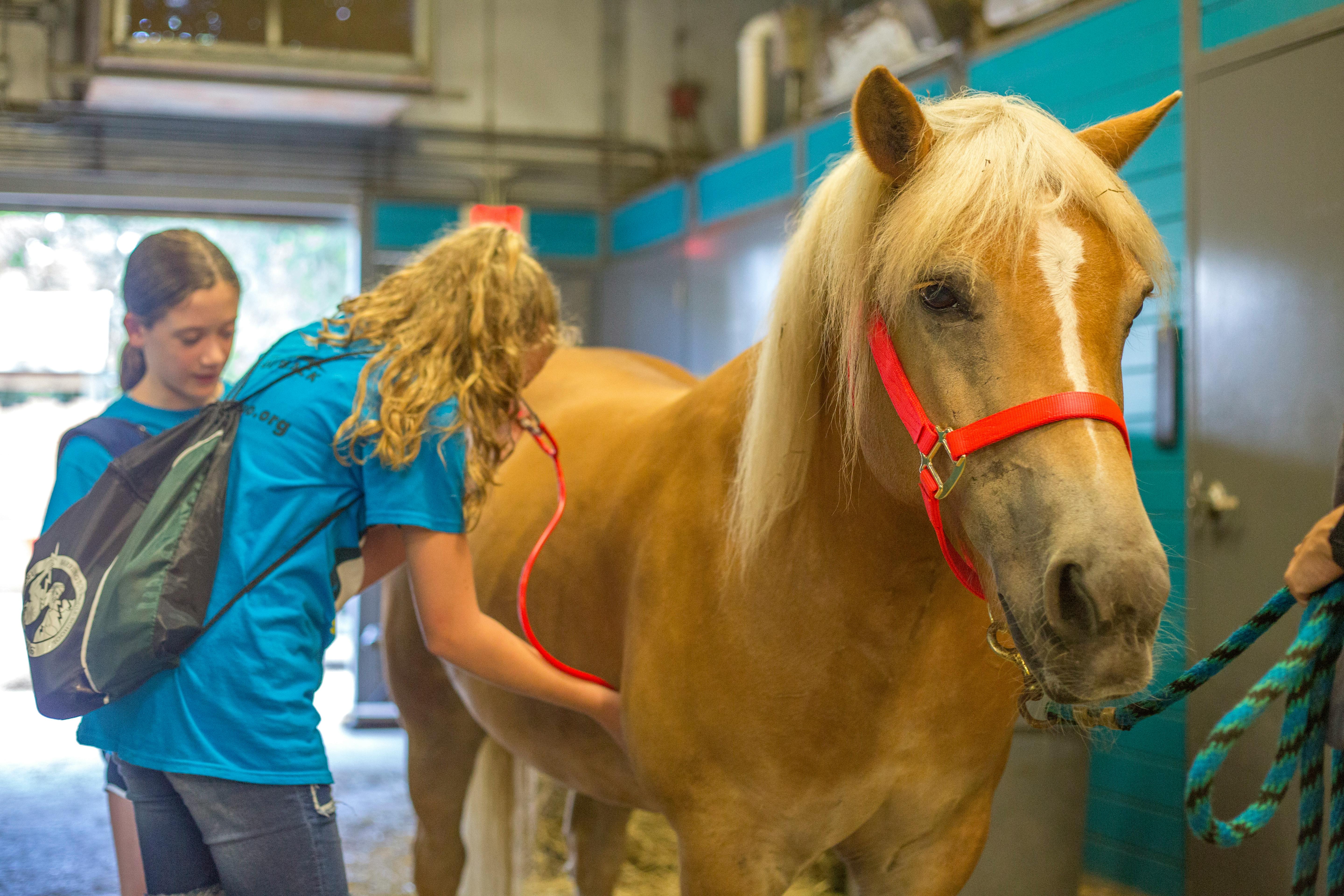 Two people grooming a horse in a stable
