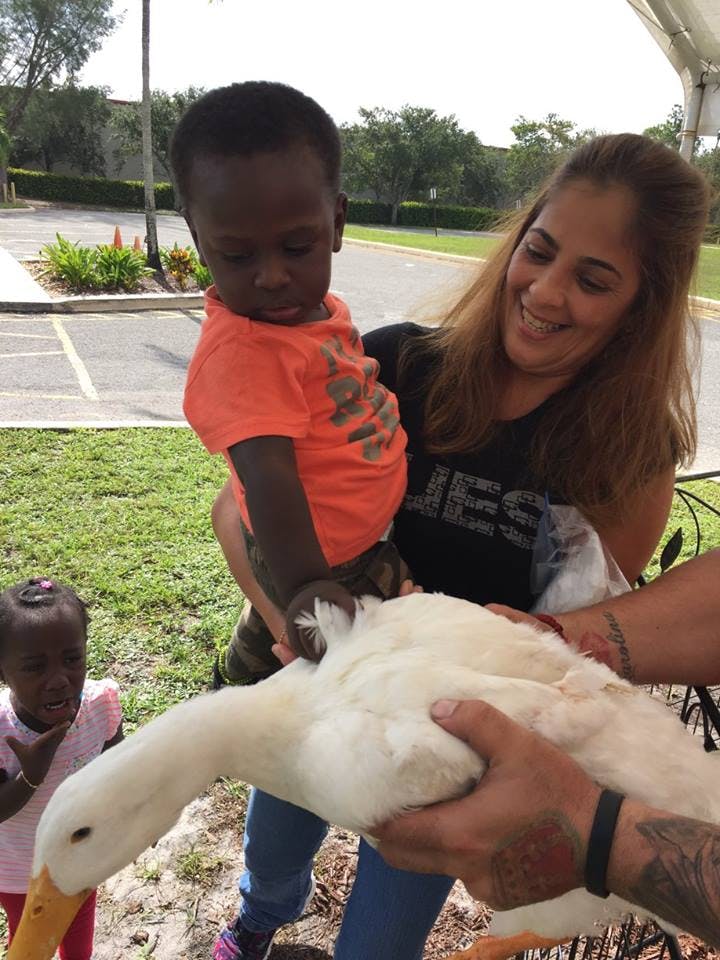 Person holding a child who is looking at a white duck held by another person