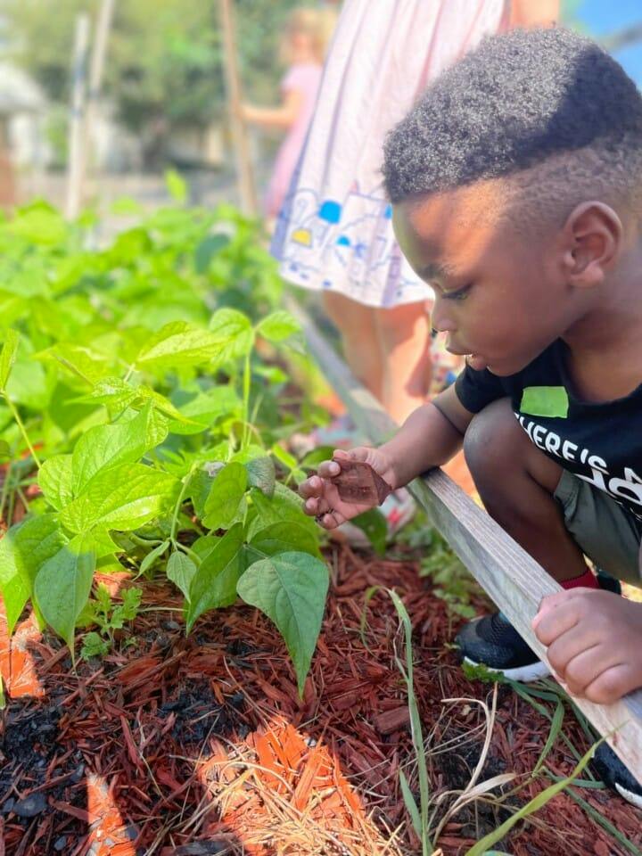 Child examining a plant in a garden