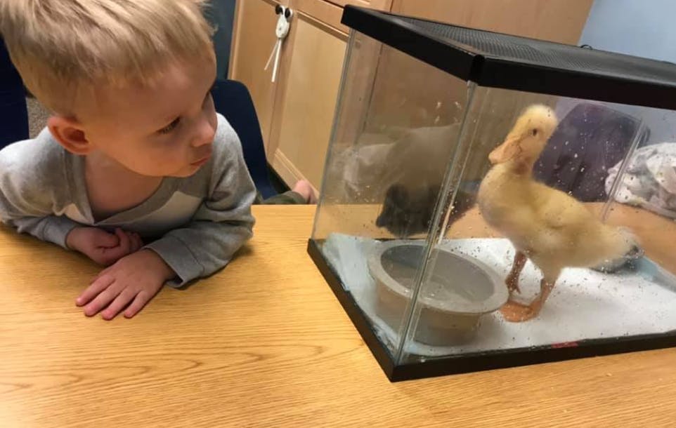 Child looking at a duckling in a tank