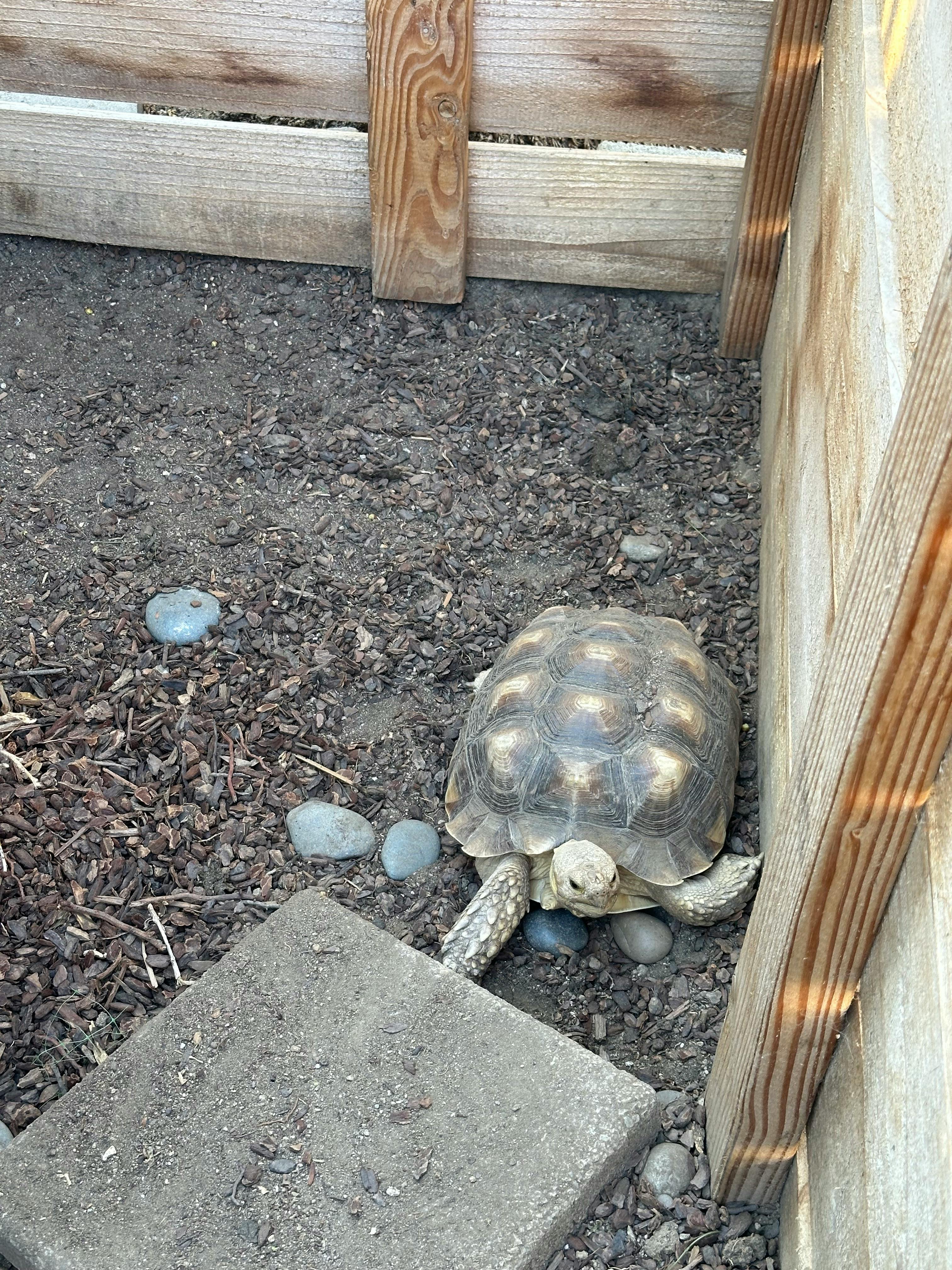 Tortoise on dirt next to a wooden fence