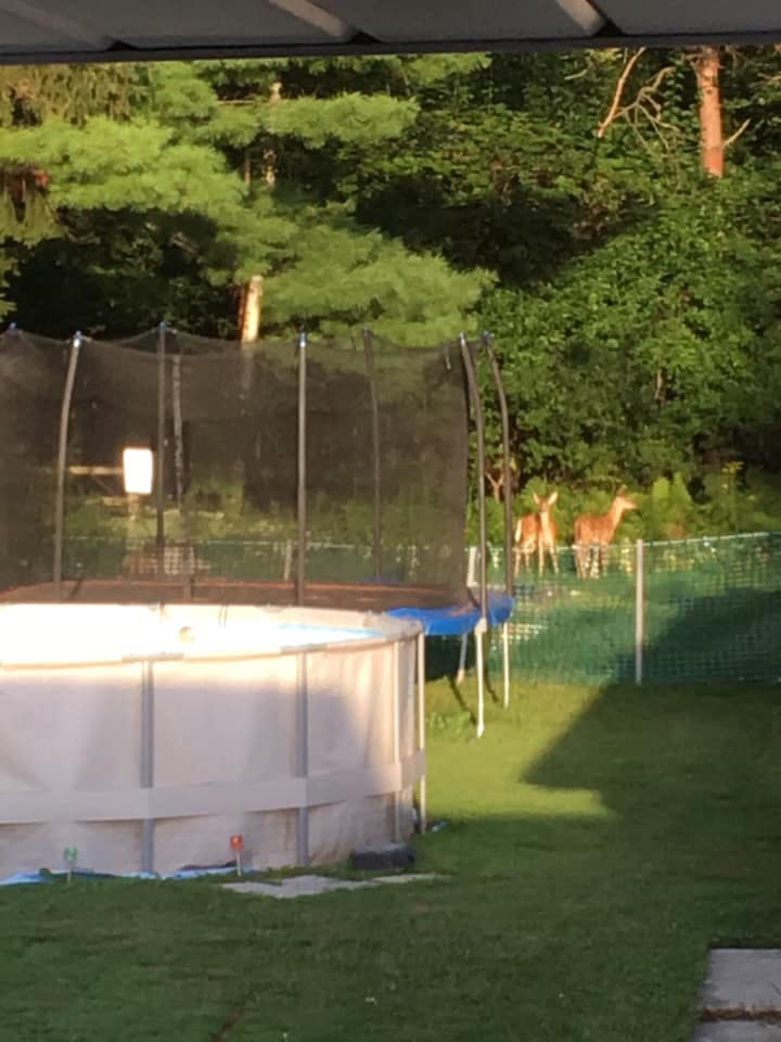Above-ground pool and trampoline in a yard with deer in the background