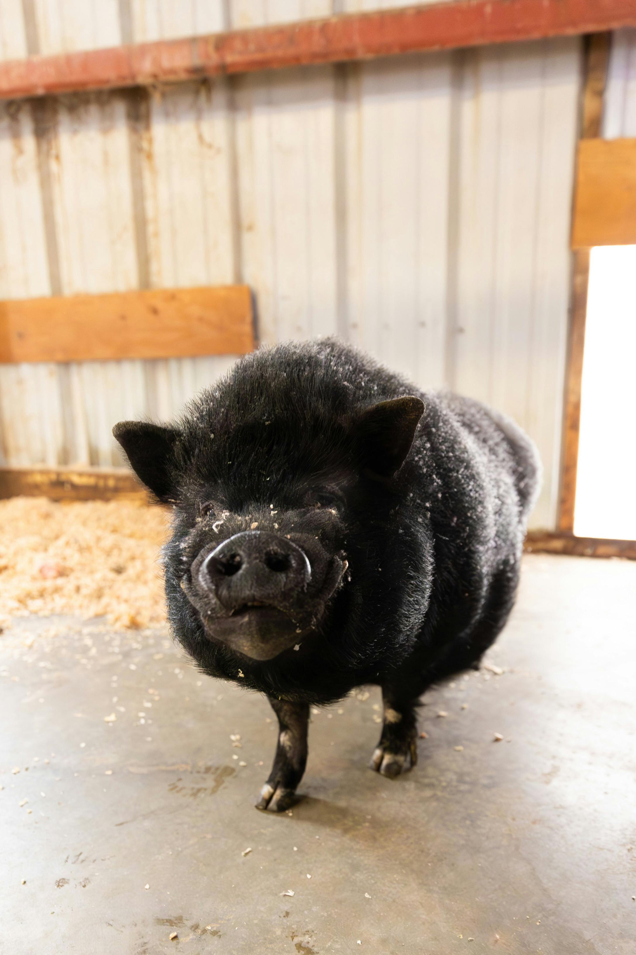 Black pig standing in a barn