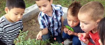 Four children looking at plants