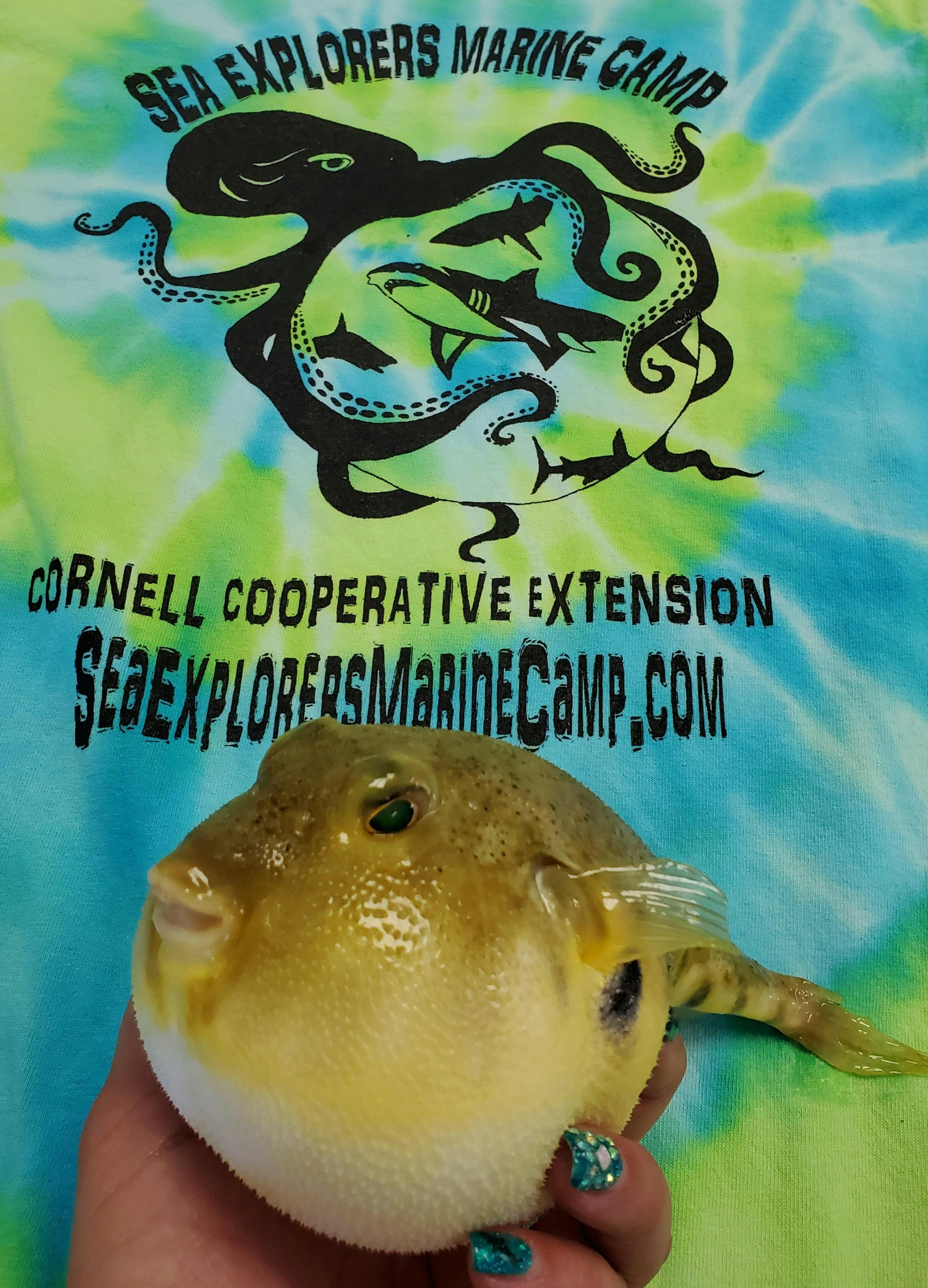 Person holding a pufferfish in front of a tie-dye shirt with marine camp logo