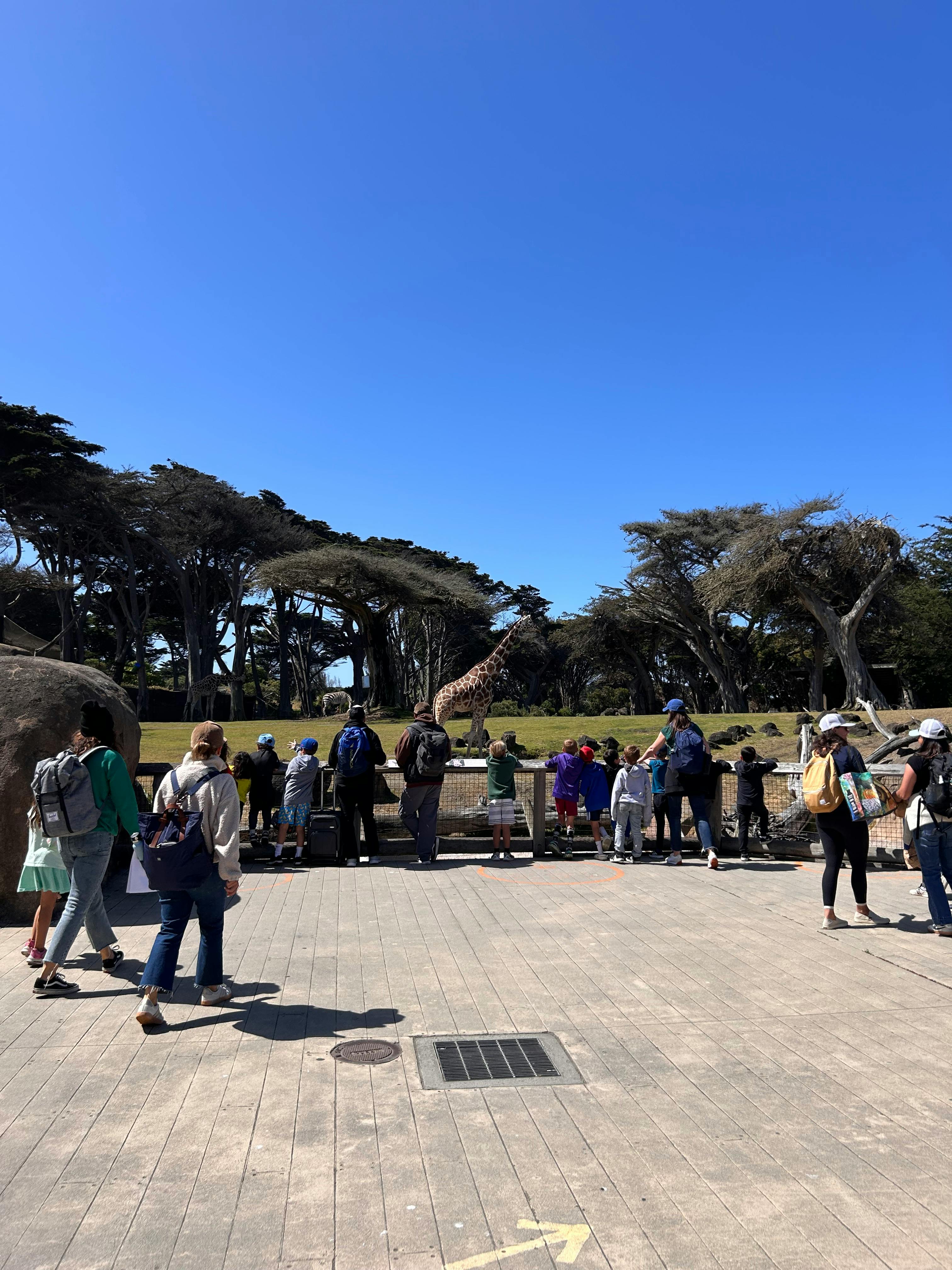 People and children watching a giraffe at a zoo
