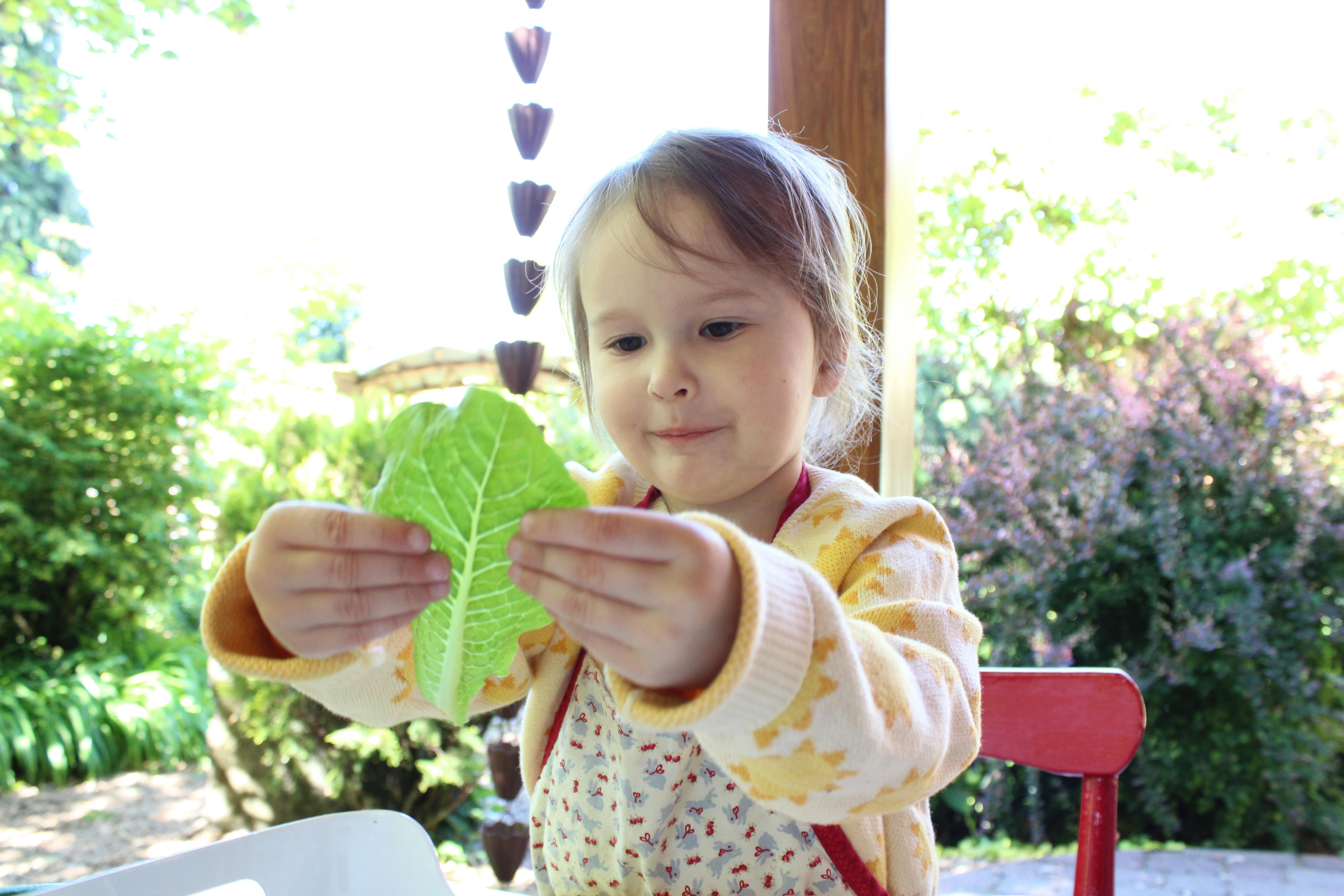 Child holding a lettuce leaf outdoors