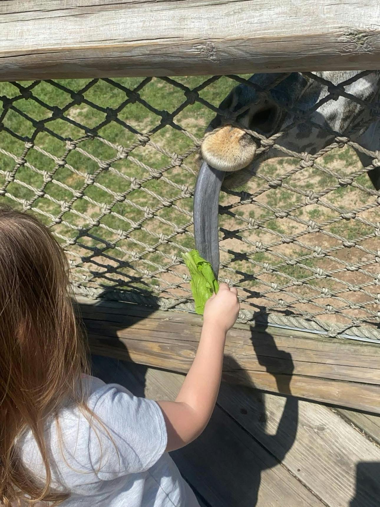 Child feeding lettuce to a giraffe at a fence