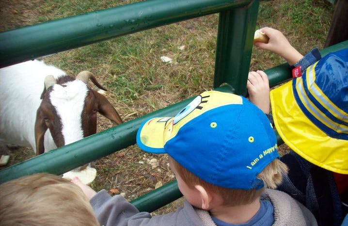 Child in blue and yellow hat looking at a goat through a fence