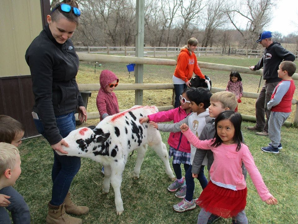 Person and children interacting with a calf
