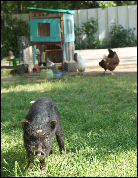Black pig in grass with chickens and a coop in the background