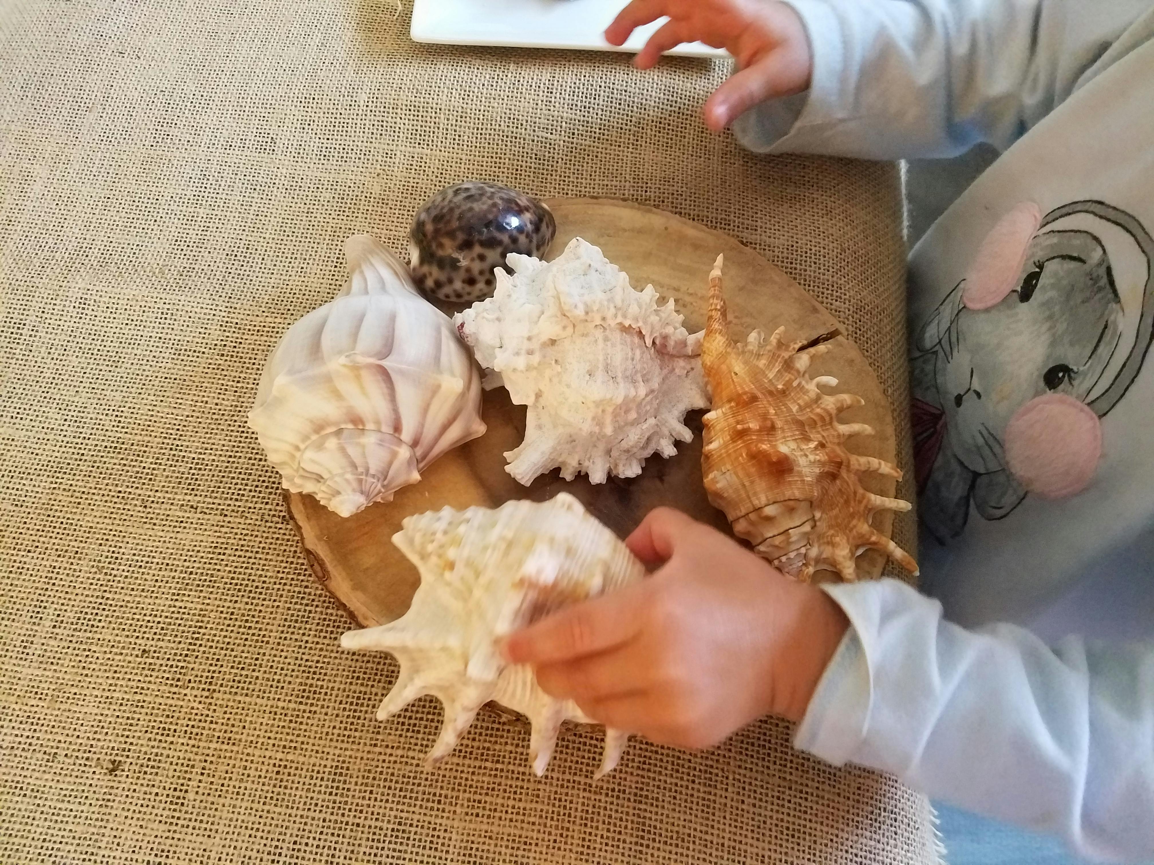 Child's hand holding a seashell with other shells on a wooden board