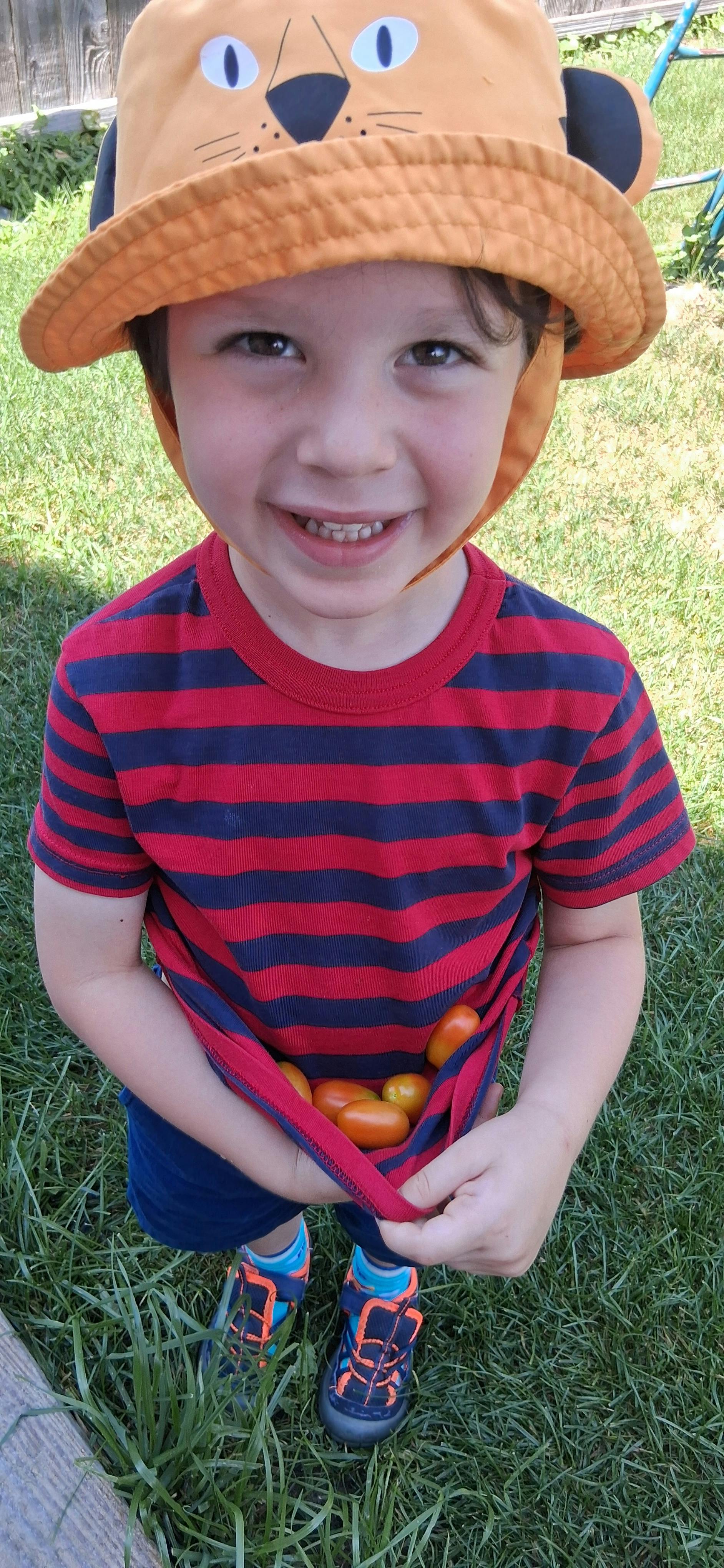 Child in a lion hat holding cherry tomatoes in their shirt
