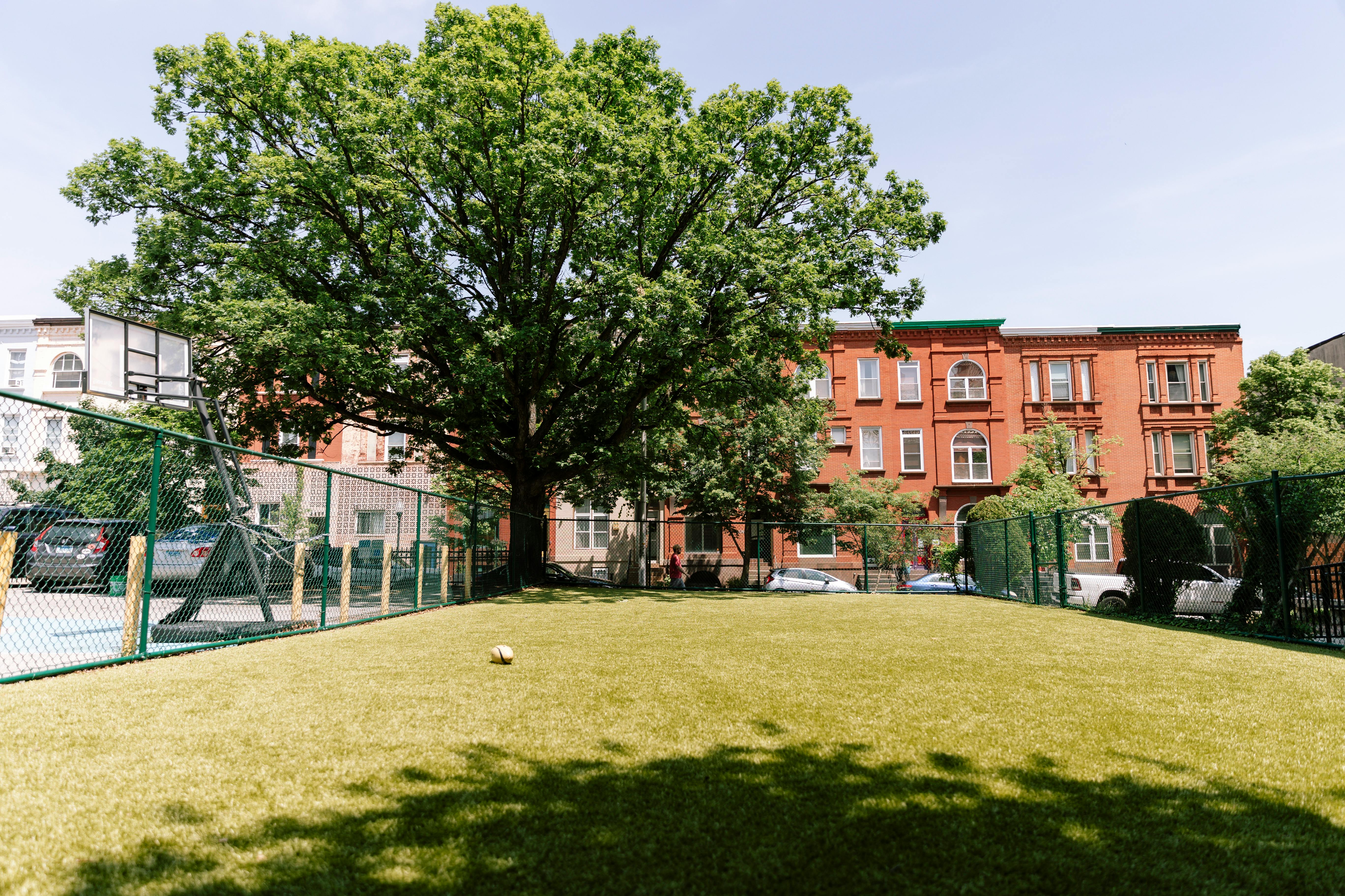 Grassy field with a ball, large tree, and buildings in the background