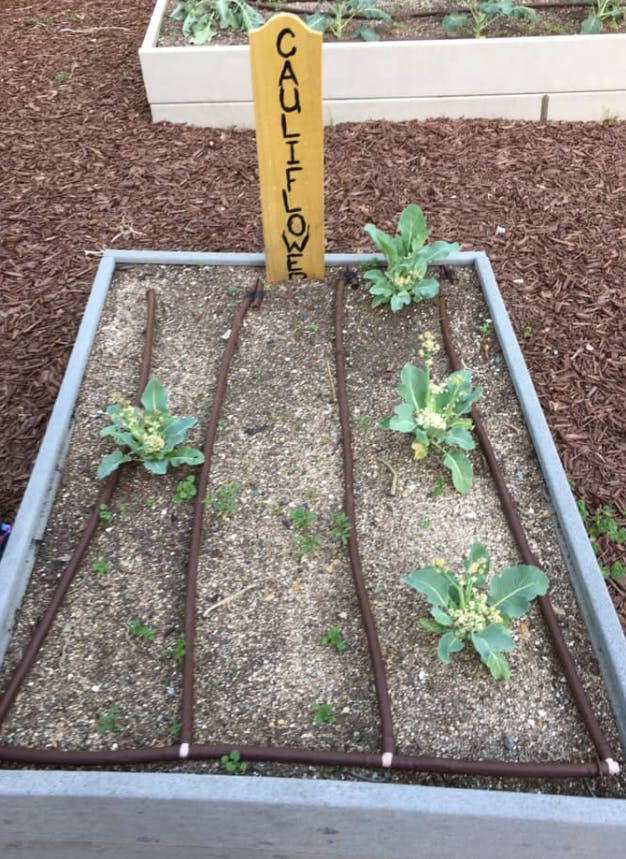 Cauliflower plants growing in a raised garden bed with a sign that says "CAULIFLOWER"
