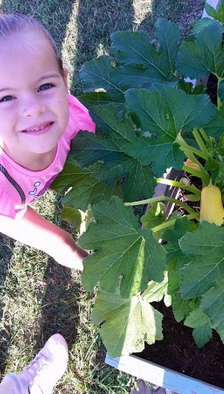 Child looking at a plant with large leaves and a yellow squash
