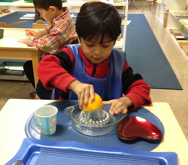 Child squeezing an orange with a juicer in a classroom