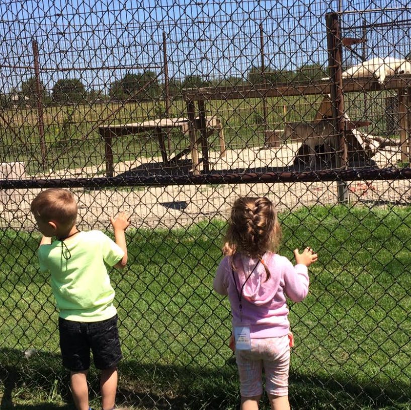 Two children looking through a chain-link fence at an animal enclosure