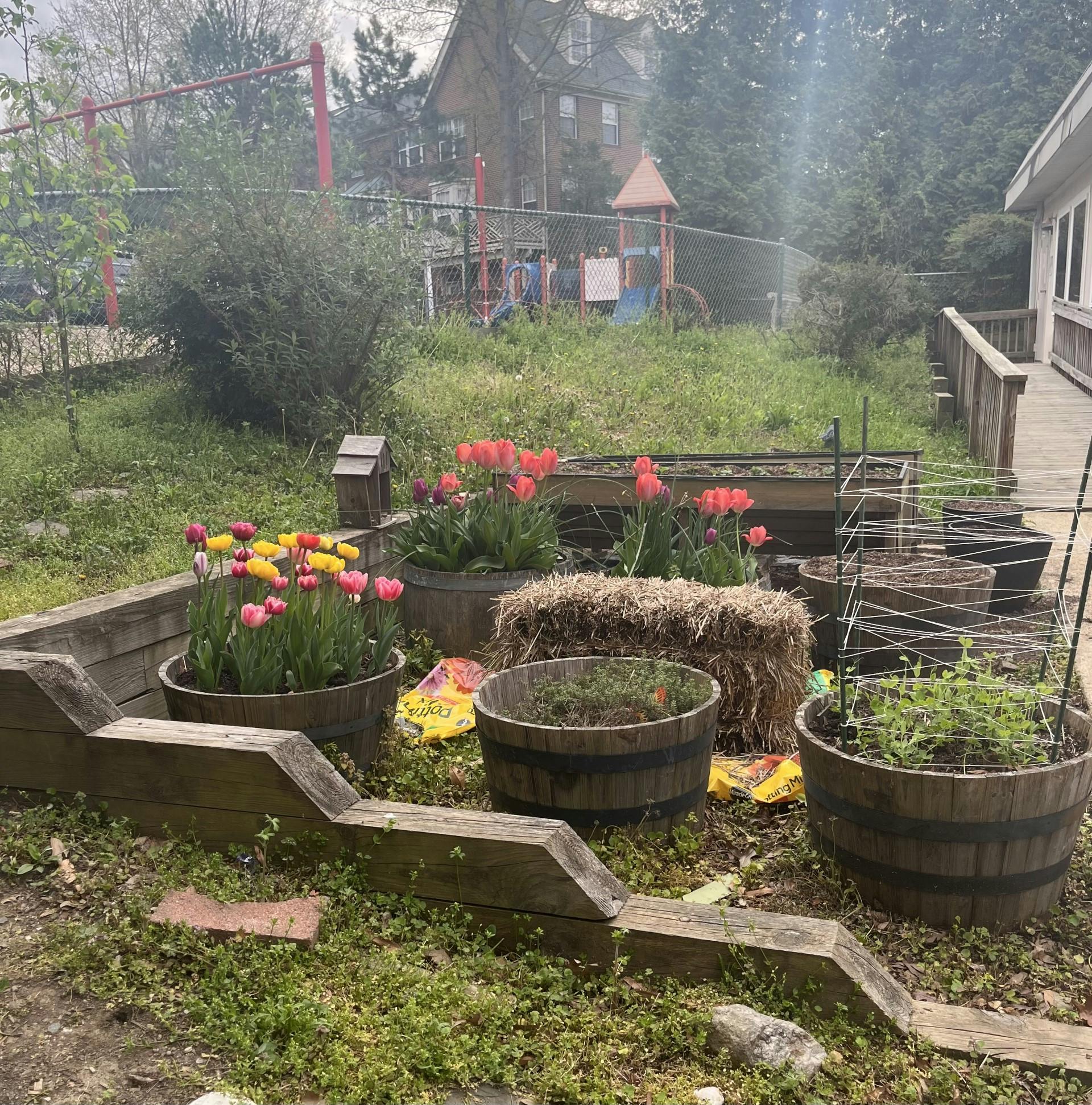 Garden with tulips in planters and a playground in the background