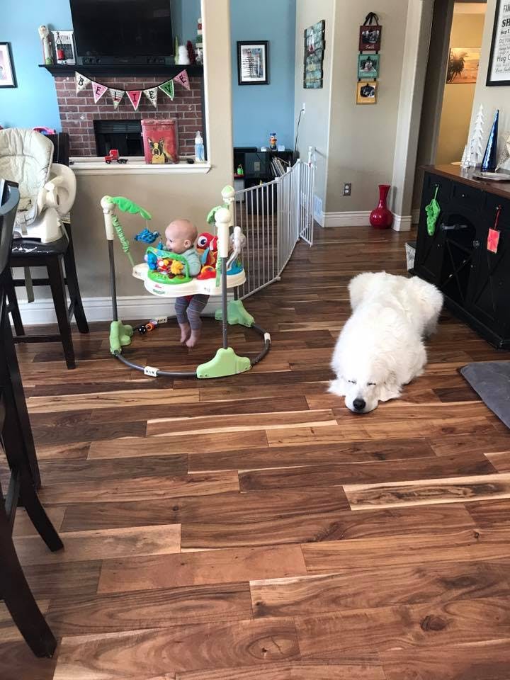 Child in a baby bouncer and a dog lying on a wooden floor