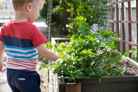 Child touching plants in a raised garden bed