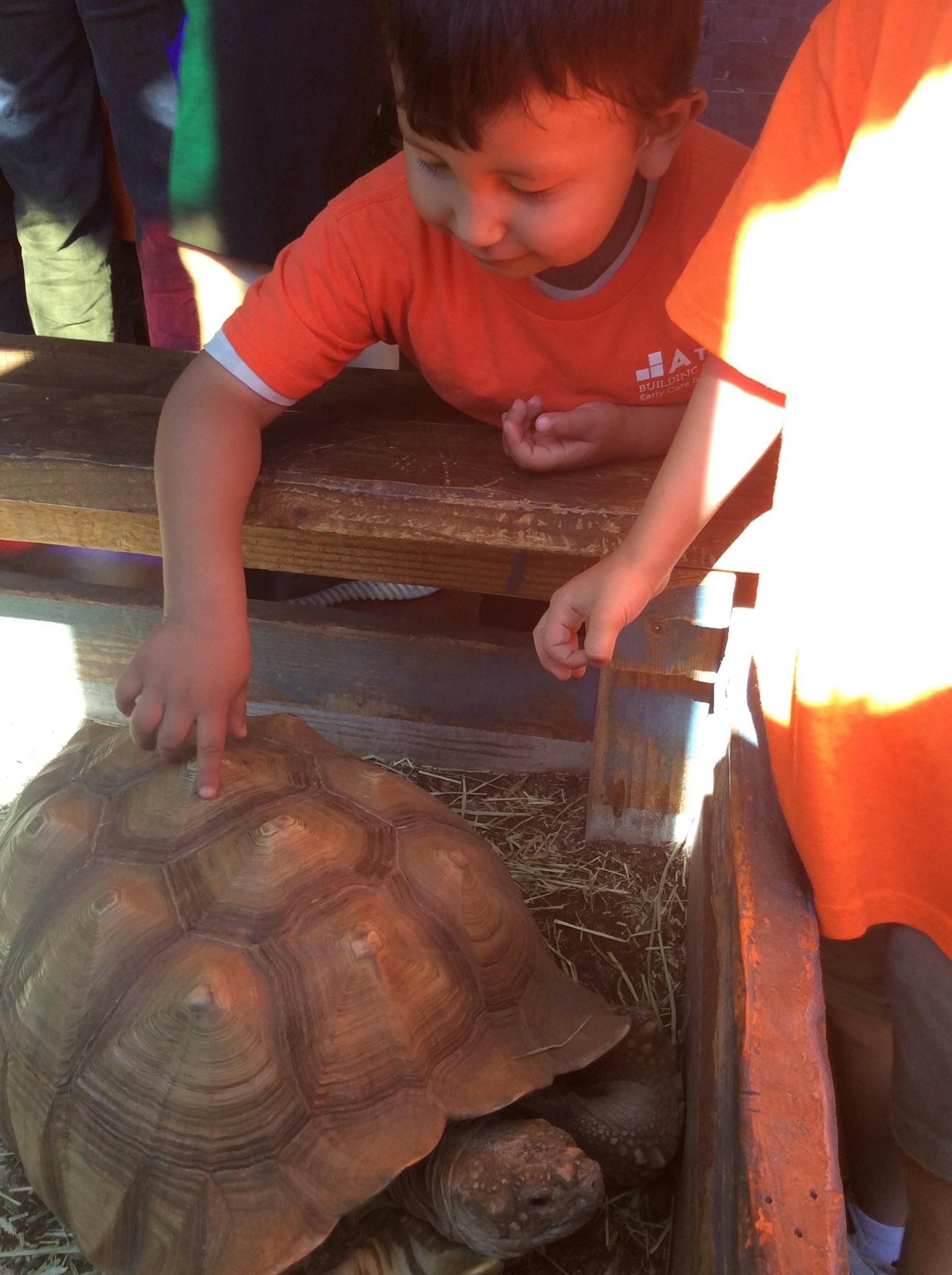 Child touching a large tortoise in an enclosure