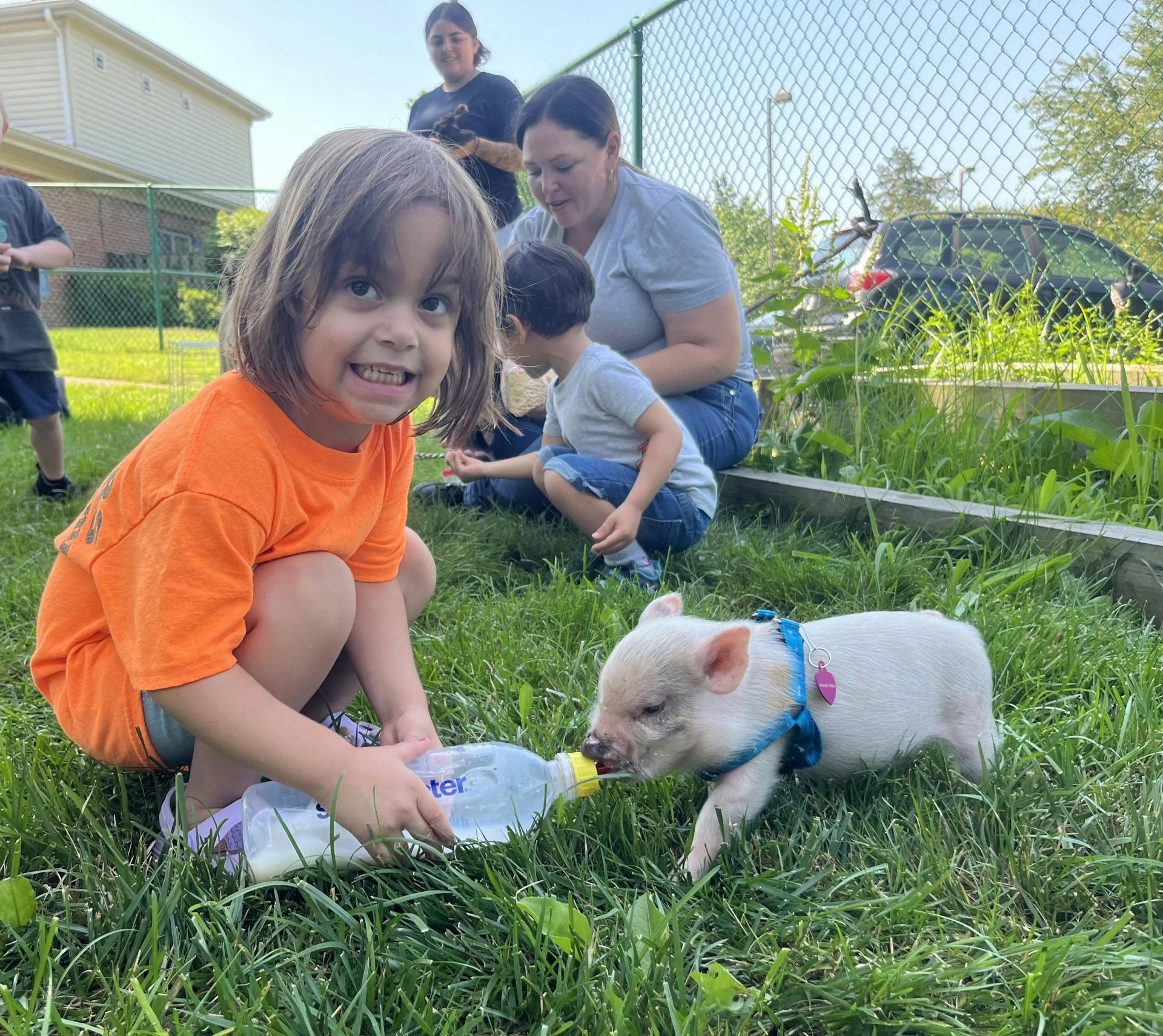 Child feeding a piglet from a bottle