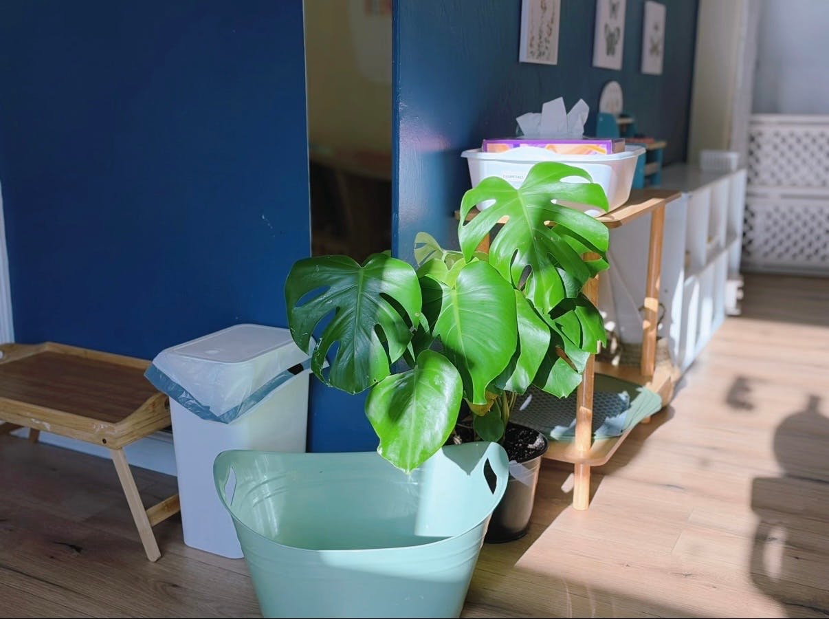Monstera plant next to a trash can and light blue bin on a wooden floor