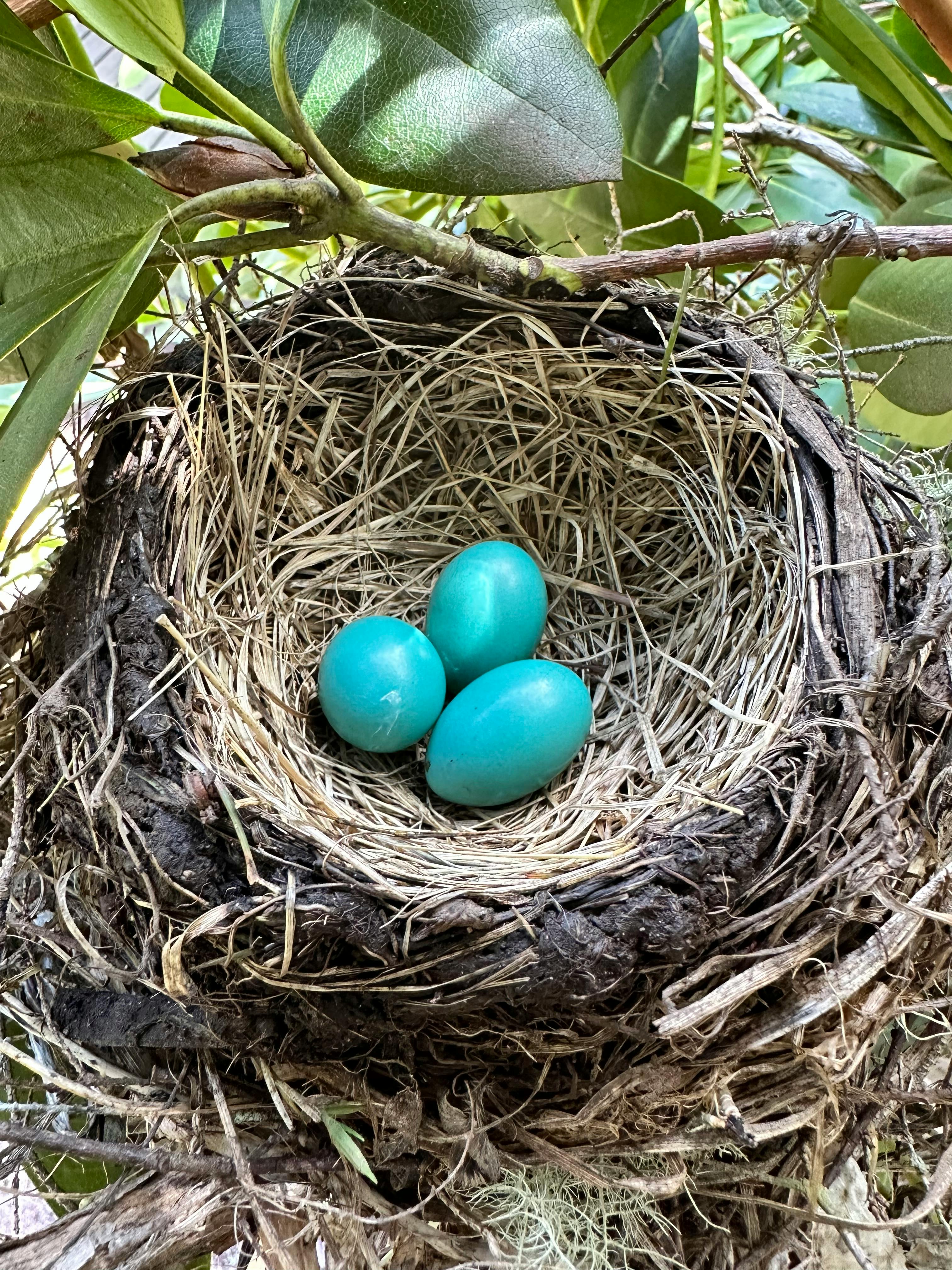 Three blue eggs in a bird's nest