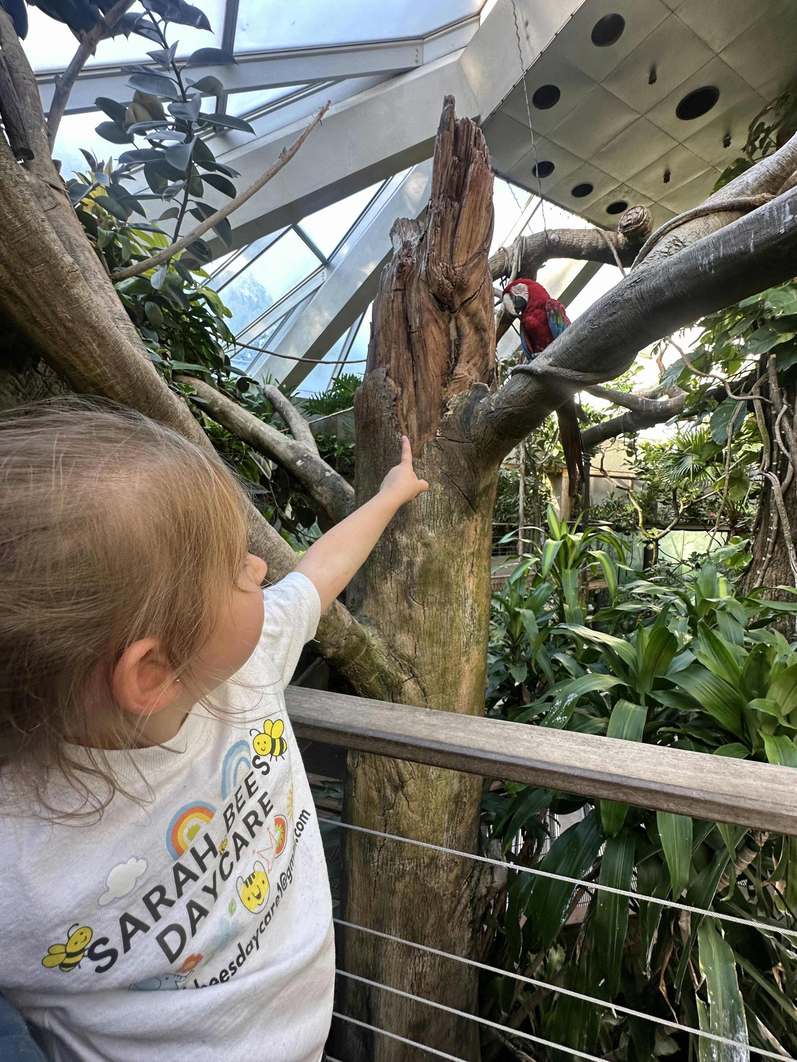 Child pointing at a red and blue parrot perched on a tree branch